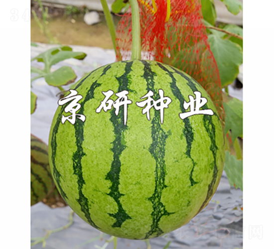 ����-���ϷN��-���зN�I(y��)