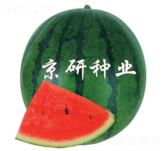 改良京抗2號-西瓜種子-京研種業(yè)