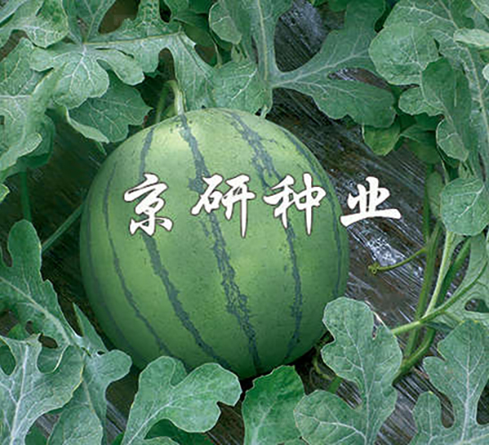 ���P-���ϷN��-���зN�I(y��)