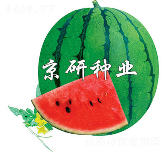 京欣3號-西瓜種子-京研種業(yè)