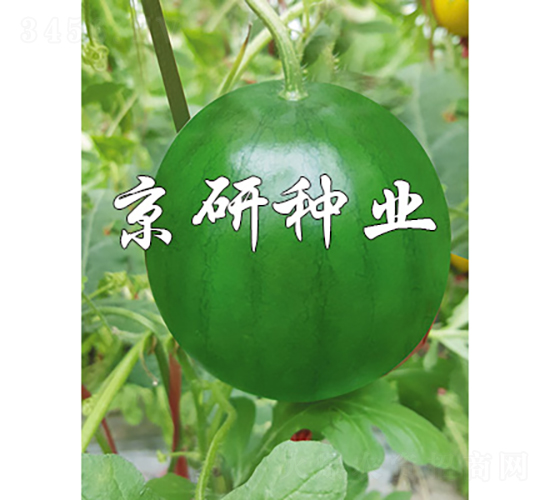 ����-���ϷN��-���зN�I(y��)