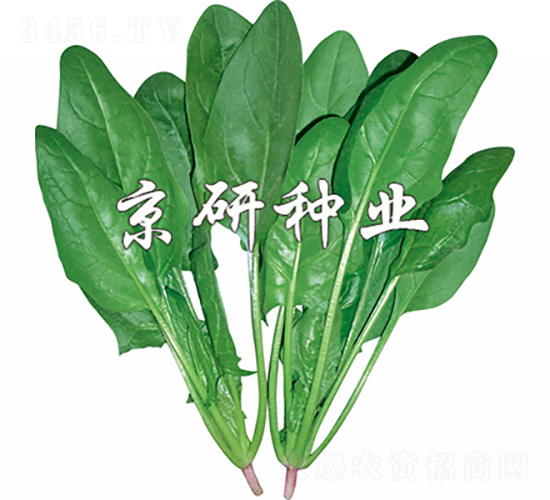 菠雜10號-菠菜種子-京研種業(yè)