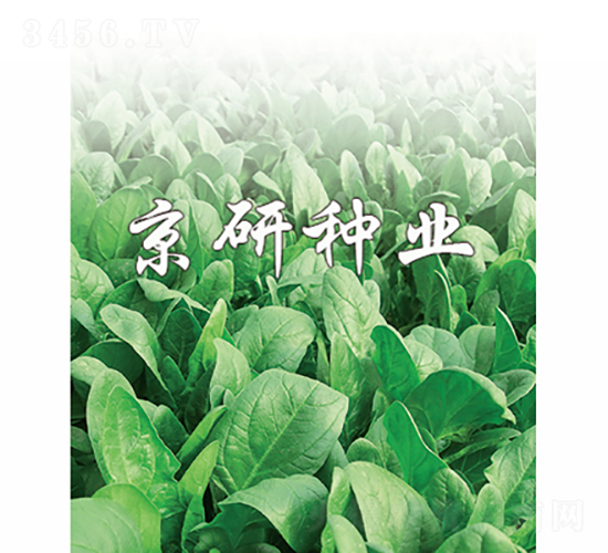 京菠1號-菠菜種子-京研種業(yè)