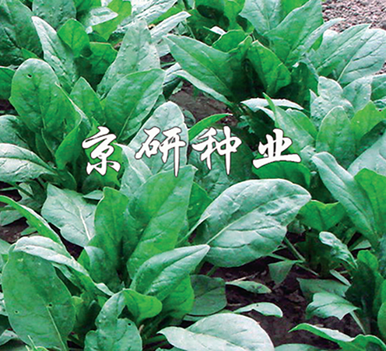 京菠5號-菠菜種子-京研種業(yè)