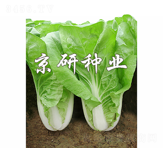 京研快菜5號(hào)-白菜種子-京研種業(yè)