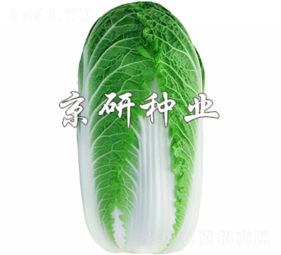 ������3̖(h��o)-�ײ˷N��-���зN�I(y��)