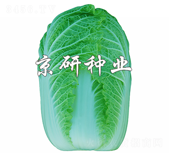 京春娃5號-白菜種子-京研種業(yè)