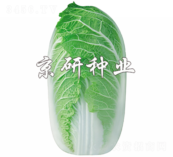 京夏娃娃菜-白菜種子-京研種業(yè)