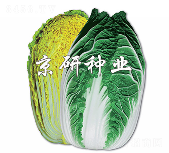 �����S-�ײ˷N��-���зN�I(y��)