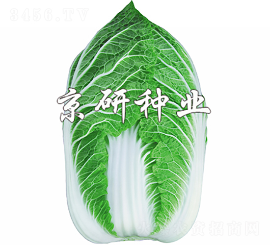 �����S2̖-�ײ˷N��-���зN�I(y��)