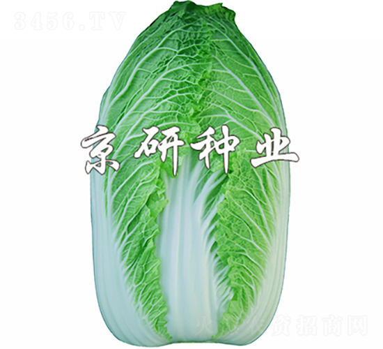 ����CR1-�ײ˷N��-���зN�I(y��)