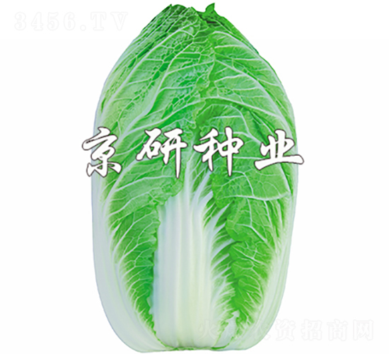 ����CR2-�ײ˷N��-���зN�I(y��)