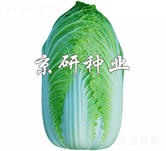 ����CR3-�ײ˷N��-���зN�I(y��)