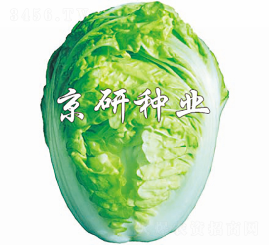 京夏2號(hào)-白菜種子-京研種業(yè)