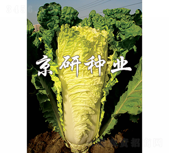 ������56̖-�ײ˷N��-���зN�I(y��)