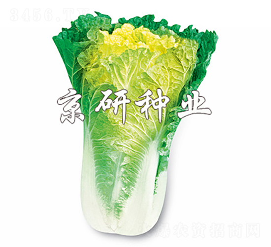 小雜56號-白菜種子-京研種業(yè)