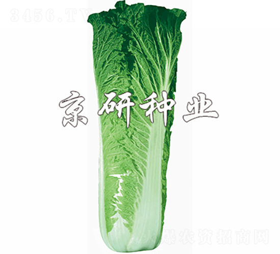 ����65̖(h��o)-�ײ˷N��-���зN�I(y��)