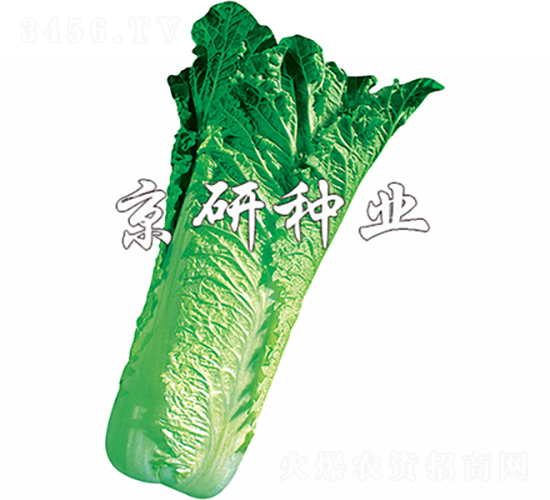 ����70̖(h��o)-�ײ˷N��-���зN�I(y��)