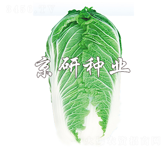 京秋701-白菜種子-京研種業(yè)