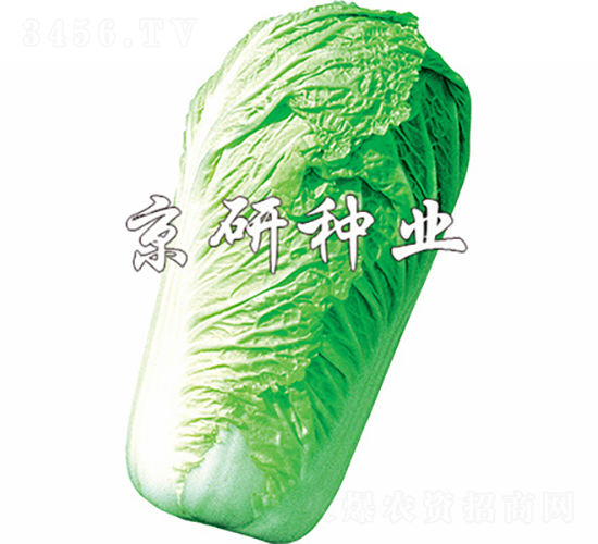 北京新3號(hào)-白菜種子-京研種業(yè)