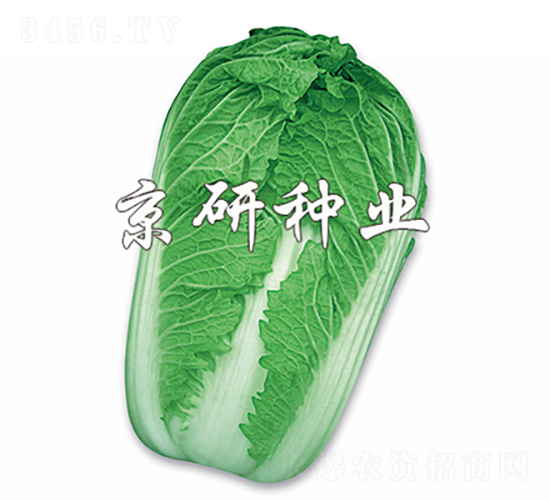 京秋3號(hào)-白菜種子-京研種業(yè)