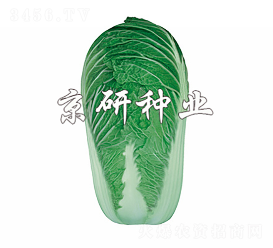 京秋4號(hào)-白菜種子-京研種業(yè)