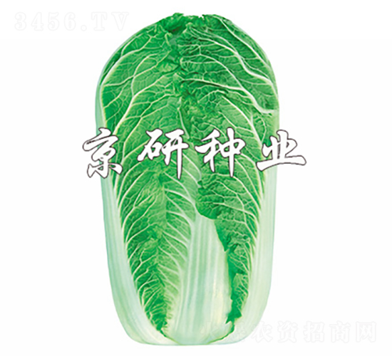 京秋5號-白菜種子-京研種業(yè)
