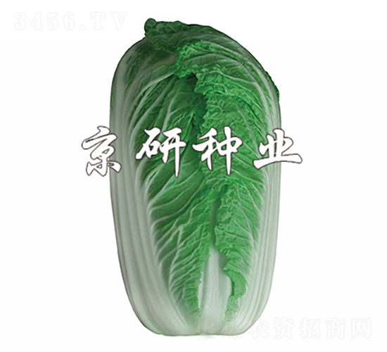 北京桔紅2號-白菜種子-京研種業(yè)