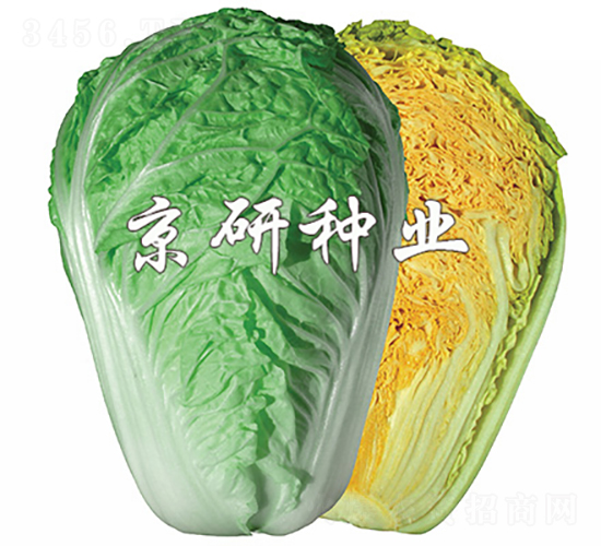 北京桔紅3號-白菜種子-京研種業(yè)