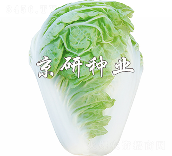 ����19-�ײ˷N��-���зN�I(y��)