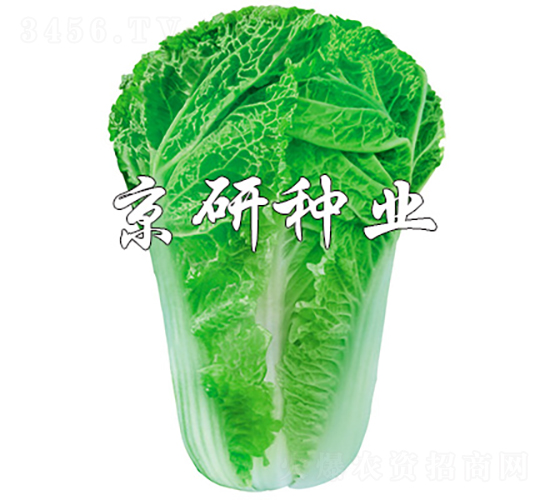 ����15-11-�ײ˷N��-���зN�I(y��)