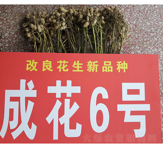 成花6號(hào)-花生種子-技豐種業(yè)