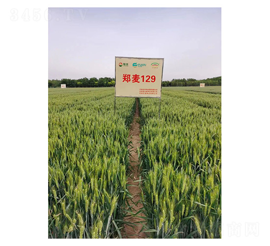 ����129-С���N��-���S�N�I(y��)