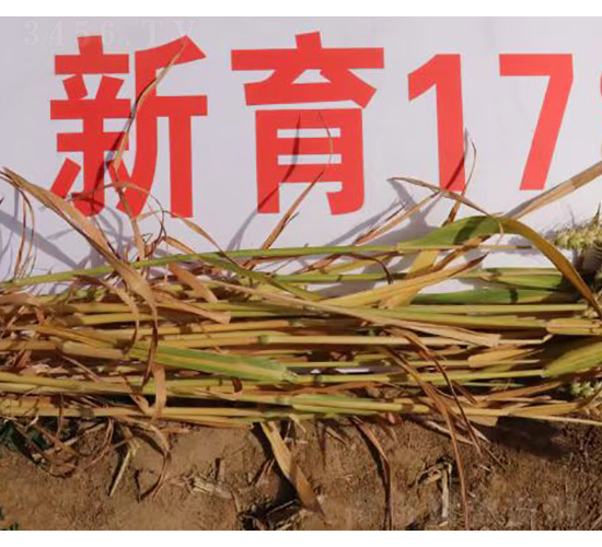 新育178-小麥種子-技豐種業(yè)