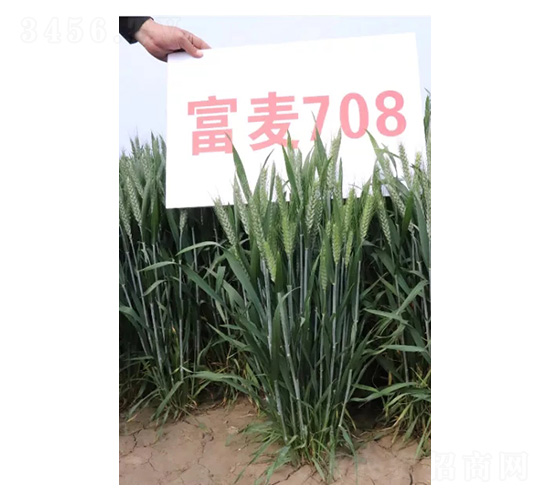 ����708-С���N��-���S�N�I(y��)