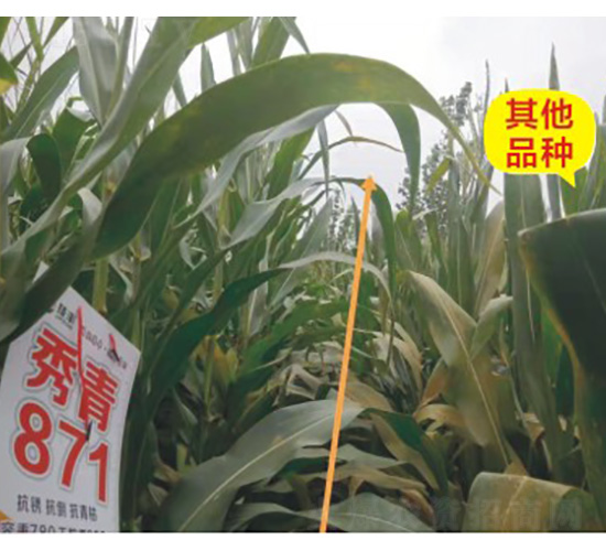 ����871-���׷N��-���S�N�I(y��)