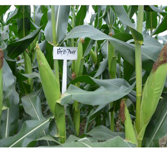 ����7211-���׷N��-���S�N�I(y��)