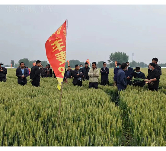 沃豐麥168觀摩-和谷豐