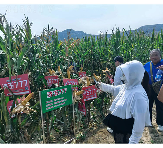 濟(jì)玉777-玉米種子-和谷豐
