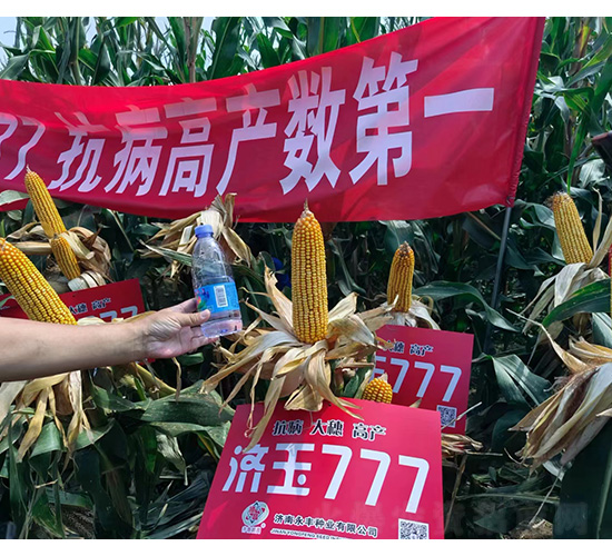 濟(jì)玉777-和谷豐