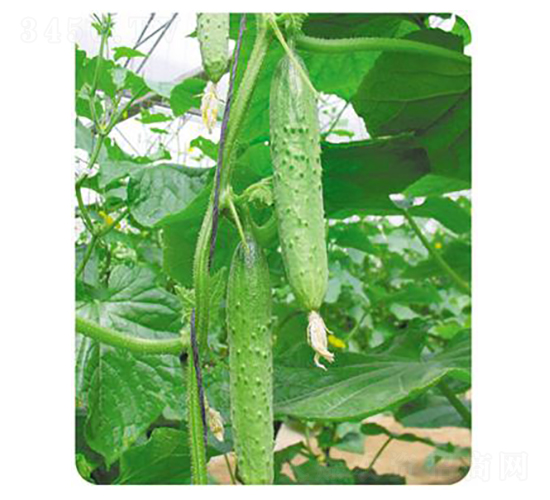 翠玉-黃瓜種子-天瑞種子