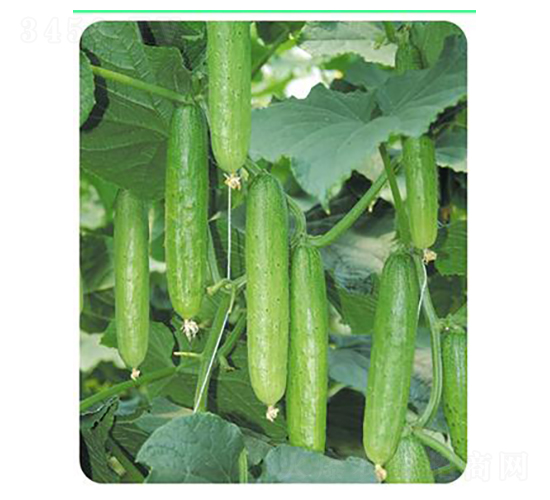 ����-�S�ϷN��-����N��