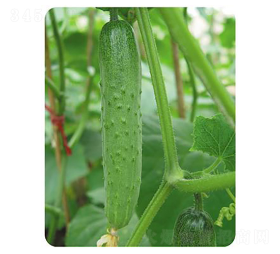 天瑞新星-黃瓜種子-天瑞種子