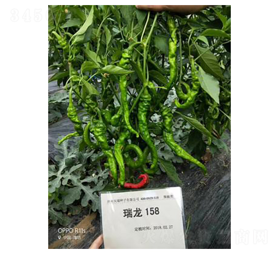 瑞龍158-辣椒種子-天瑞種子