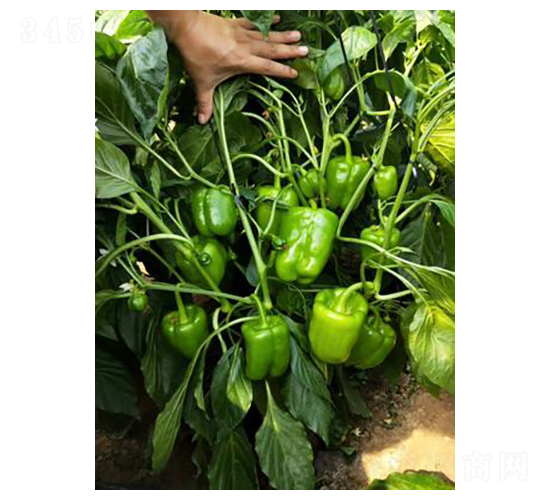 麗威-辣椒種子-天瑞種子