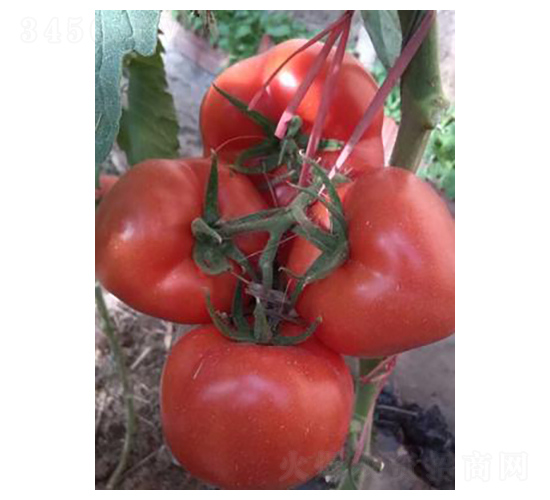 貝萊多-番茄種子-天瑞種子