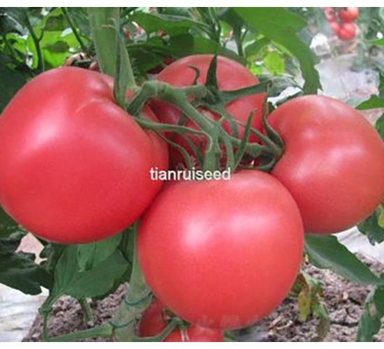 瑞粉518-番茄種子-天瑞種子