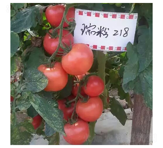 ���218-���ѷN��-����N��