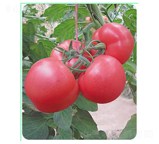 瑞盾762-番茄種子-天瑞種子