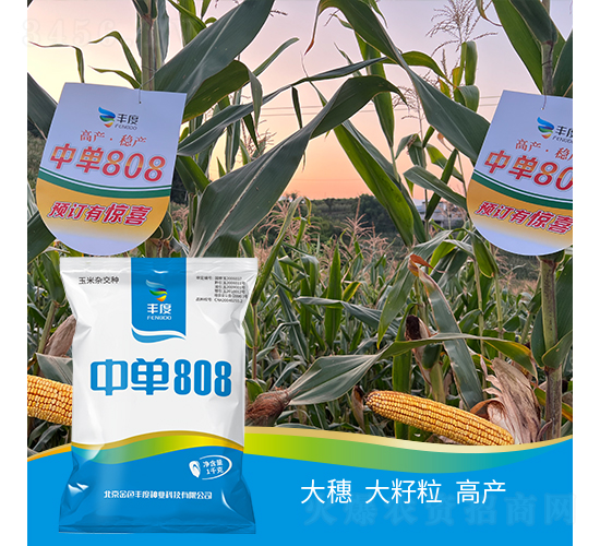 中單808-玉米種子-豐度高科